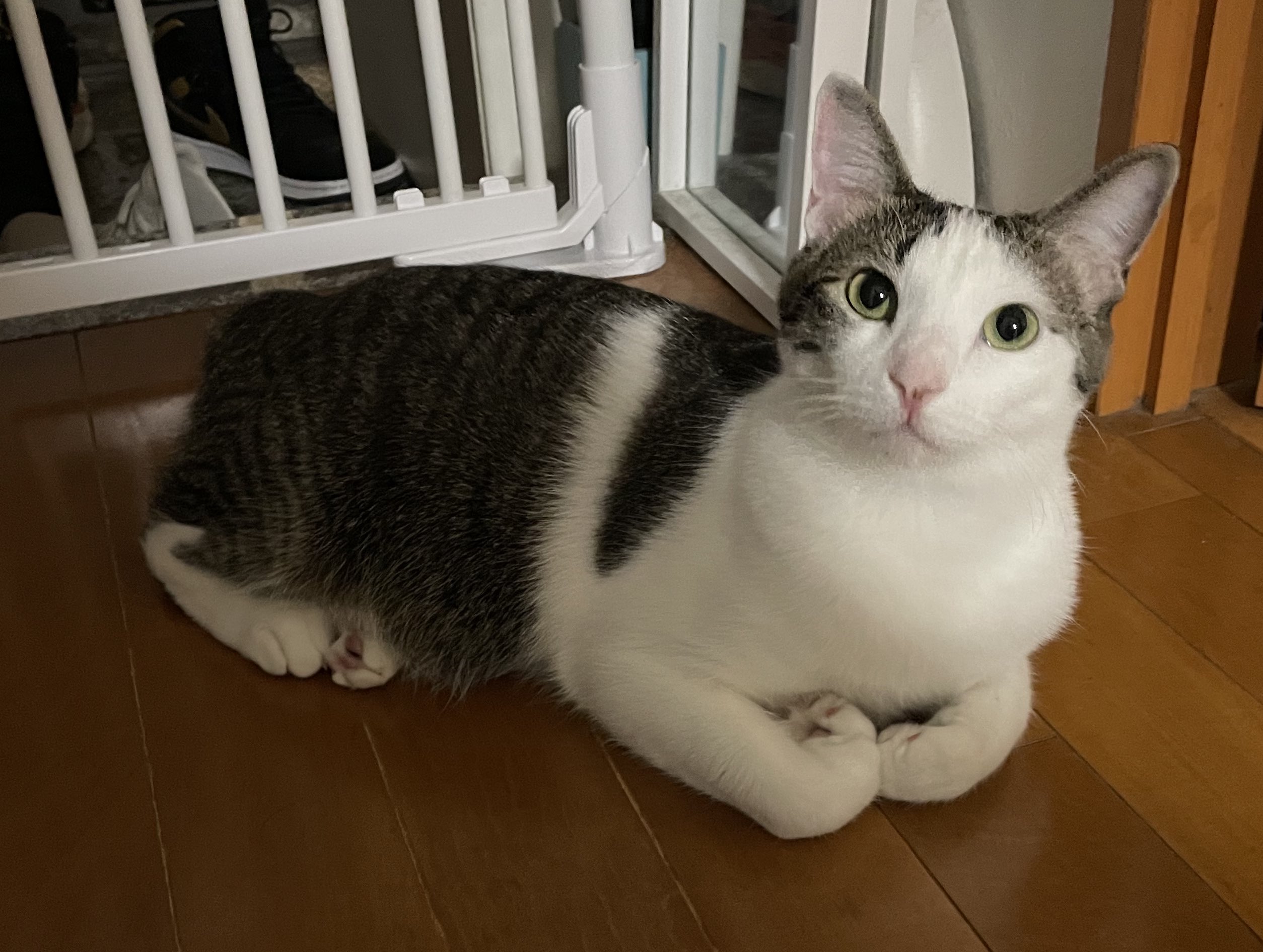 さねあつ on X: 
