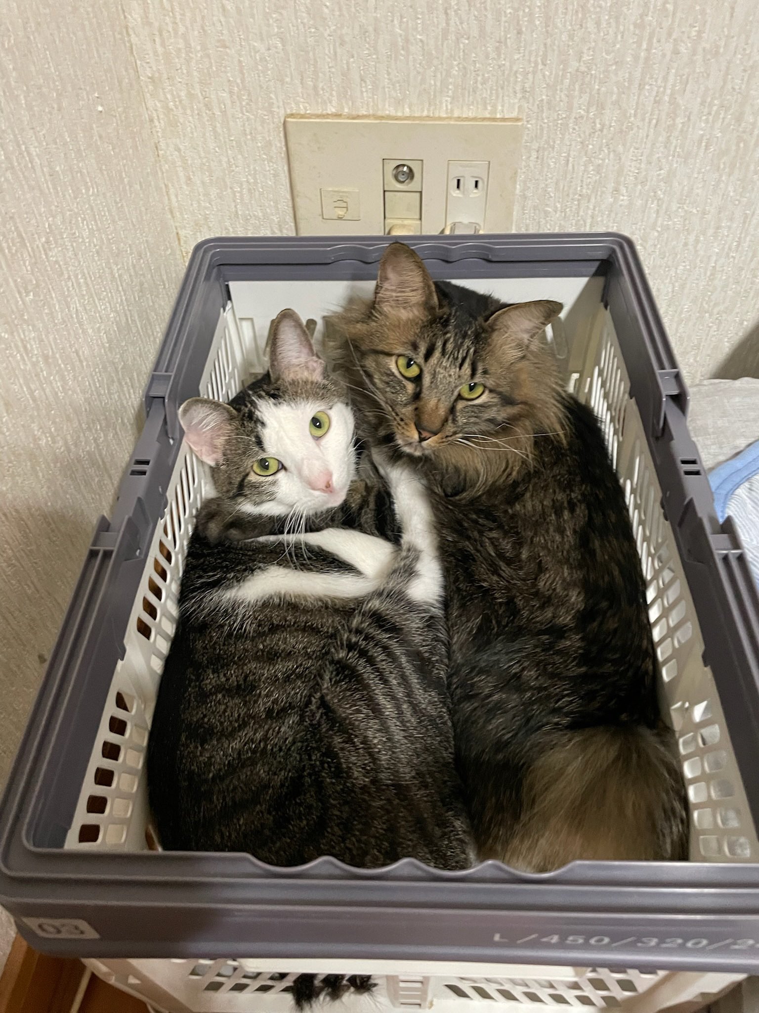 さねあつ on X: さねあつ on X: