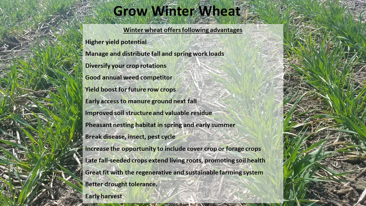 SDSU Winter Wheat Breeding (@wheatinnovation) on Twitter photo 