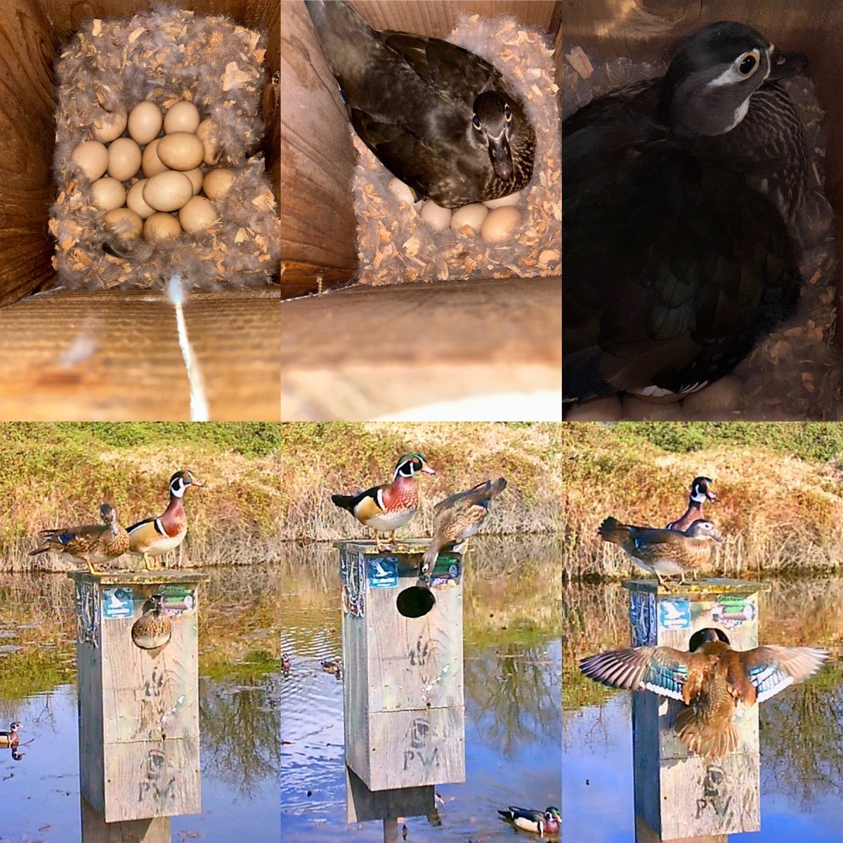 Pittwaterfowler's tweet image. Things are heating up and some well established hens sitting! #pittwaterfowlers #woodducks #nestingboxes #conservation