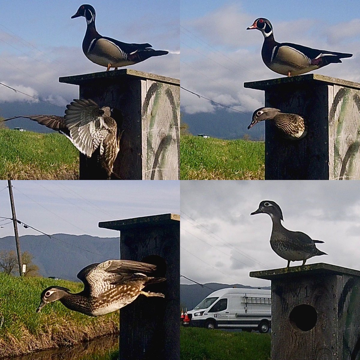 Pittwaterfowler's tweet image. Things are heating up and some well established hens sitting! #pittwaterfowlers #woodducks #nestingboxes #conservation