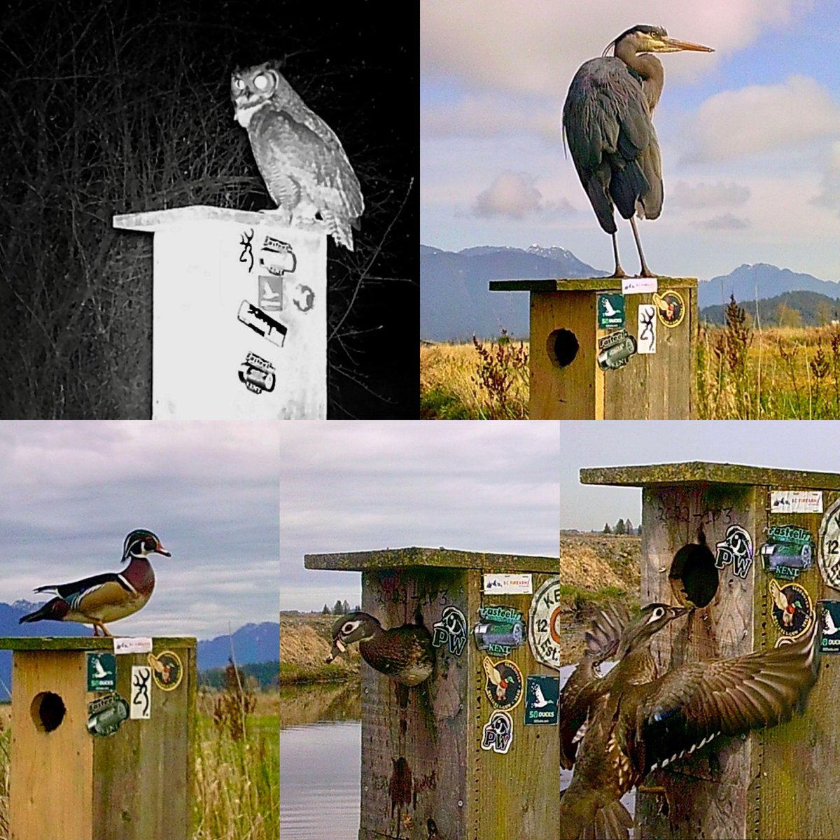 Pittwaterfowler's tweet image. Things are heating up and some well established hens sitting! #pittwaterfowlers #woodducks #nestingboxes #conservation