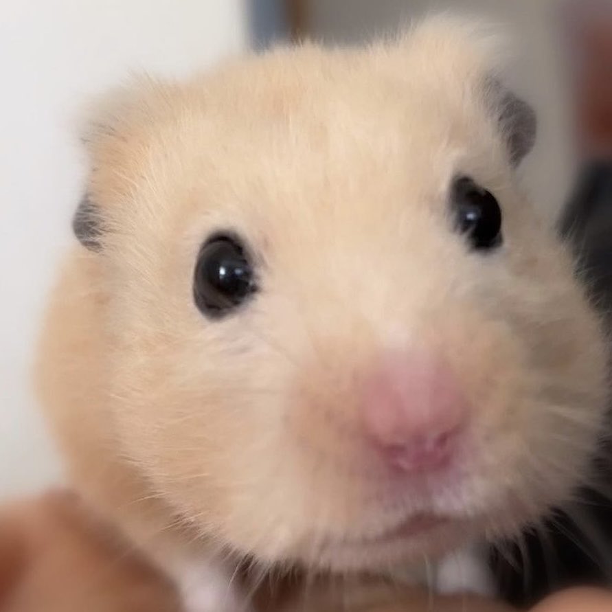 asthermia's tweet photo. 🐹🤏 https://t.co/9iUdQp0HIV
