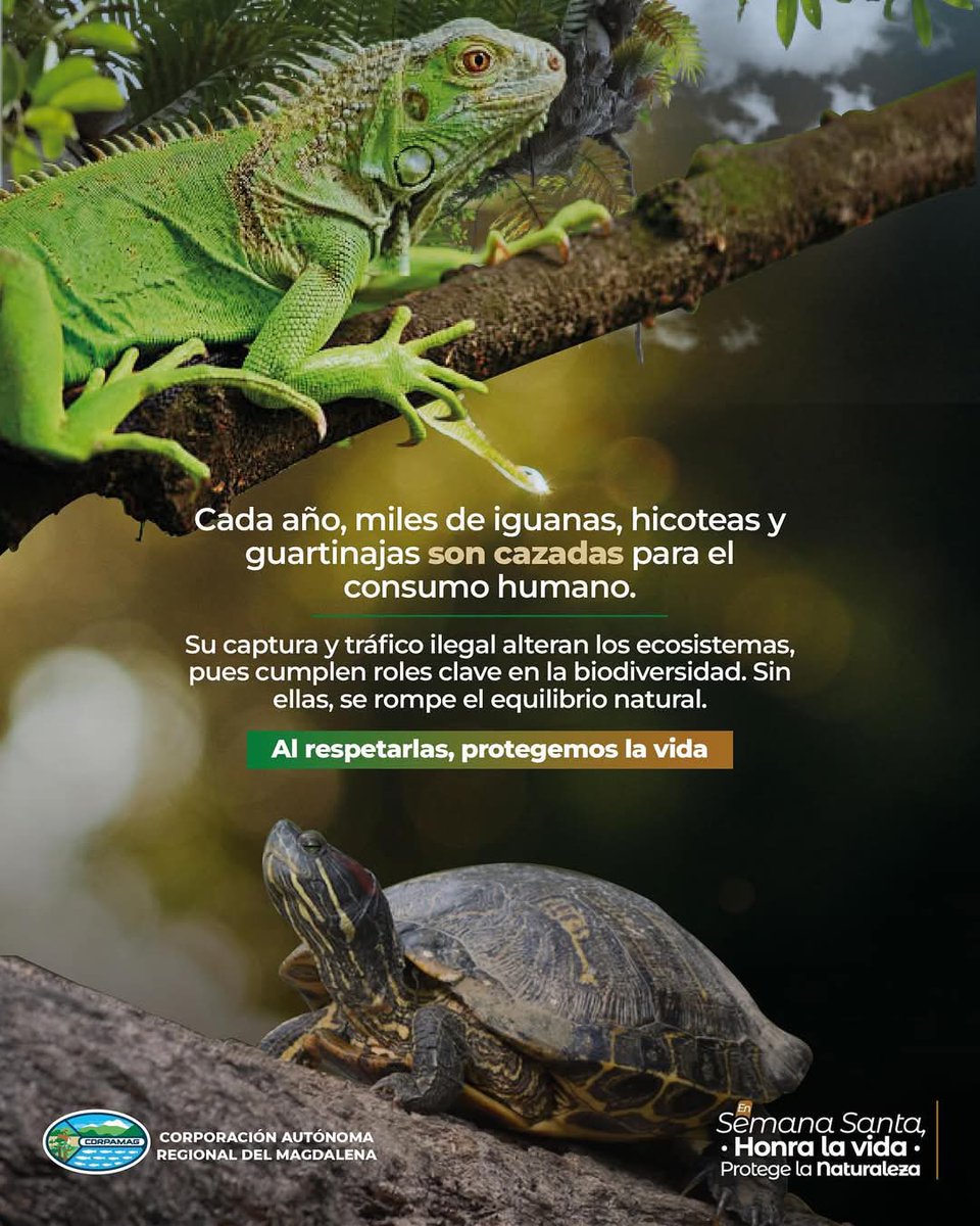 opinioncaribe's tweet photo. #DepartamentoOC ¿Sabías que en Semana Santa aumenta el consumo de animales de monte?

Animales como las hicoteas, iguanas y guartinajas son cazados en esta temporada, poniendo en riesgo su supervivencia.  

La Corporación Autónoma Regional del Magdalena, Corpamag, advierte que además de ser una amenaza para nuestra biodiversidad, su consumo puede transmitir enfermedades zoonóticas, que se pasan de animales a humanos.  

Este año, elige honrar la vida y cuidar la salud: Evita el consumo de carne de monte.

En Semana Santa, honra la vida, respeta la naturaleza.

@by_vicro500 @ElCallejeroSM @CORPAMAG
