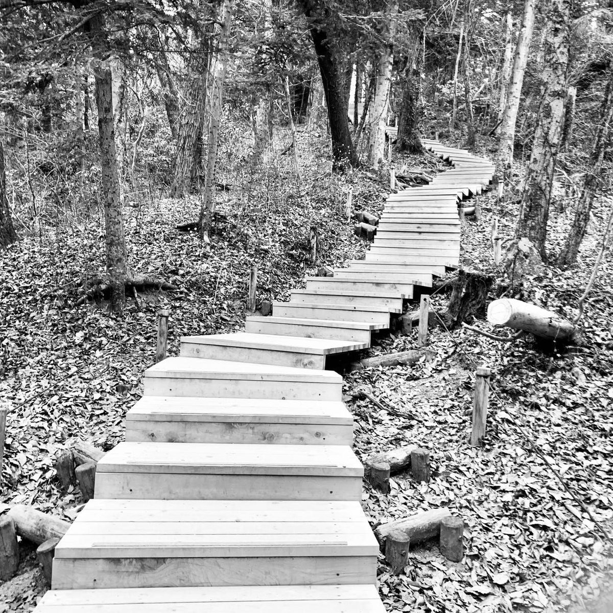 In our latest Substack post, A tribute to Chicago's fixie boys, we’ve explored Fixie boys in the springtime, see you 'round the 606 – buff.ly/0sM4o1C