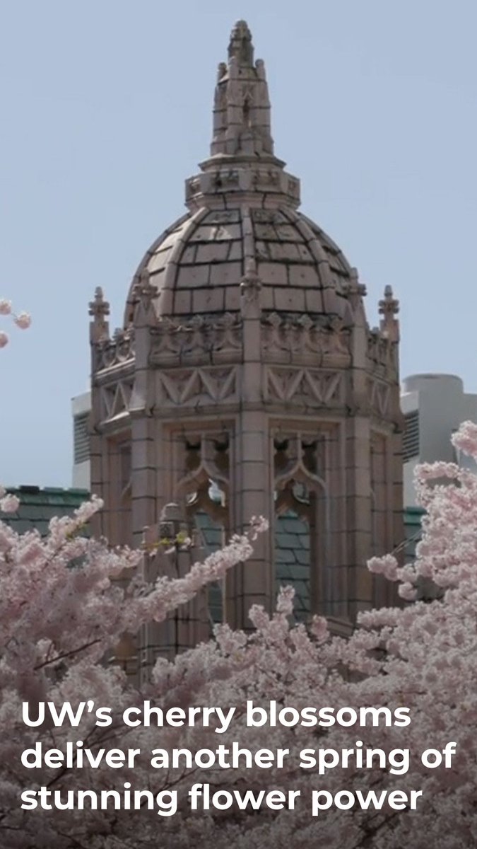 🌸 Spring’s pink cherry blossom symphony at <a href="/UW/">University of Washington</a> has faded, but its lesson remains. In Japanese culture, sakura, or cherry blossoms, reminds us that beauty is fleeting, and every season of renewal is worth pausing for. <a href="/azwithnancyg/">Art Zone</a>