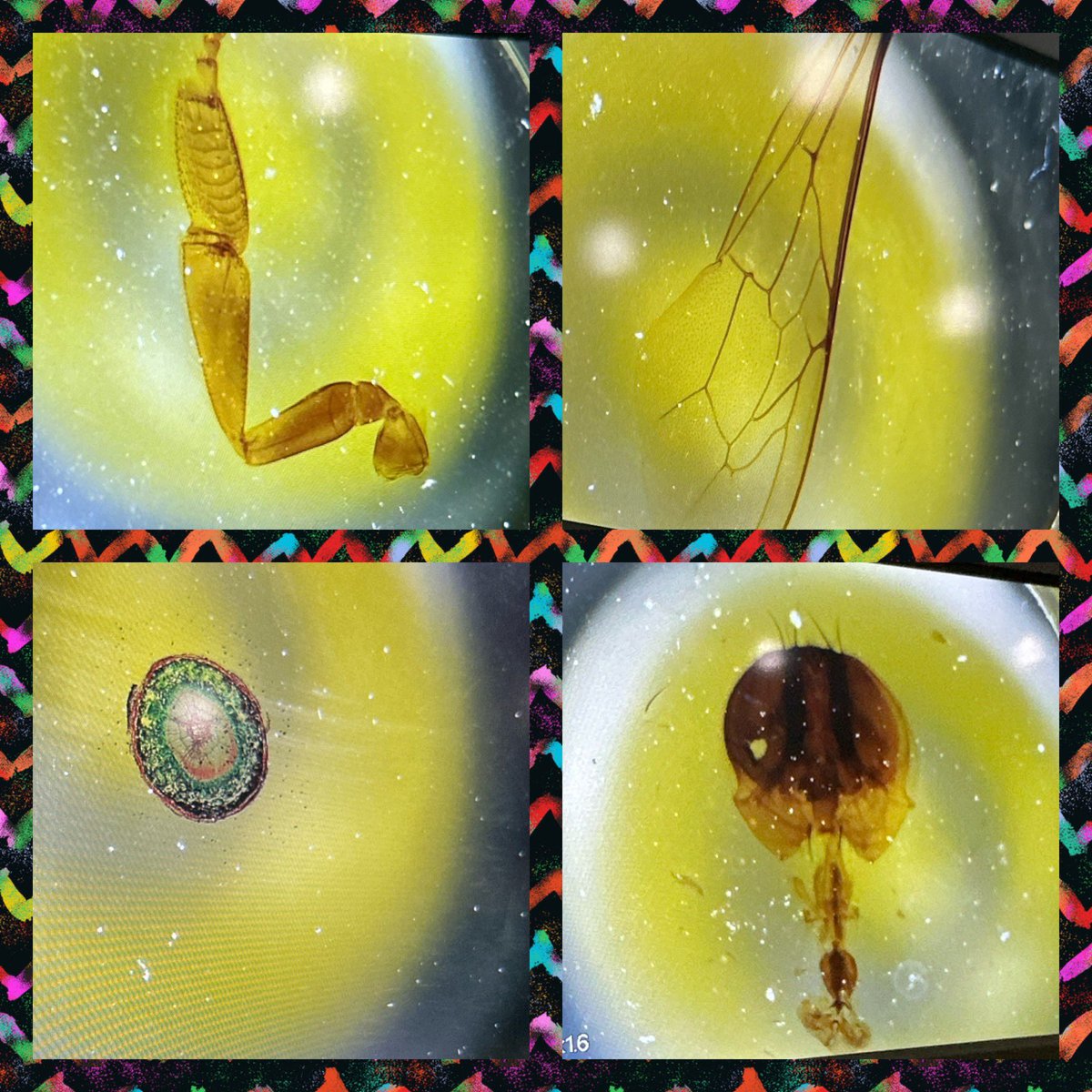 Having fun manning the digital microscope at Science Day today! Stacey Phillips did an amazing job organizing again this year! A#SuperFRES