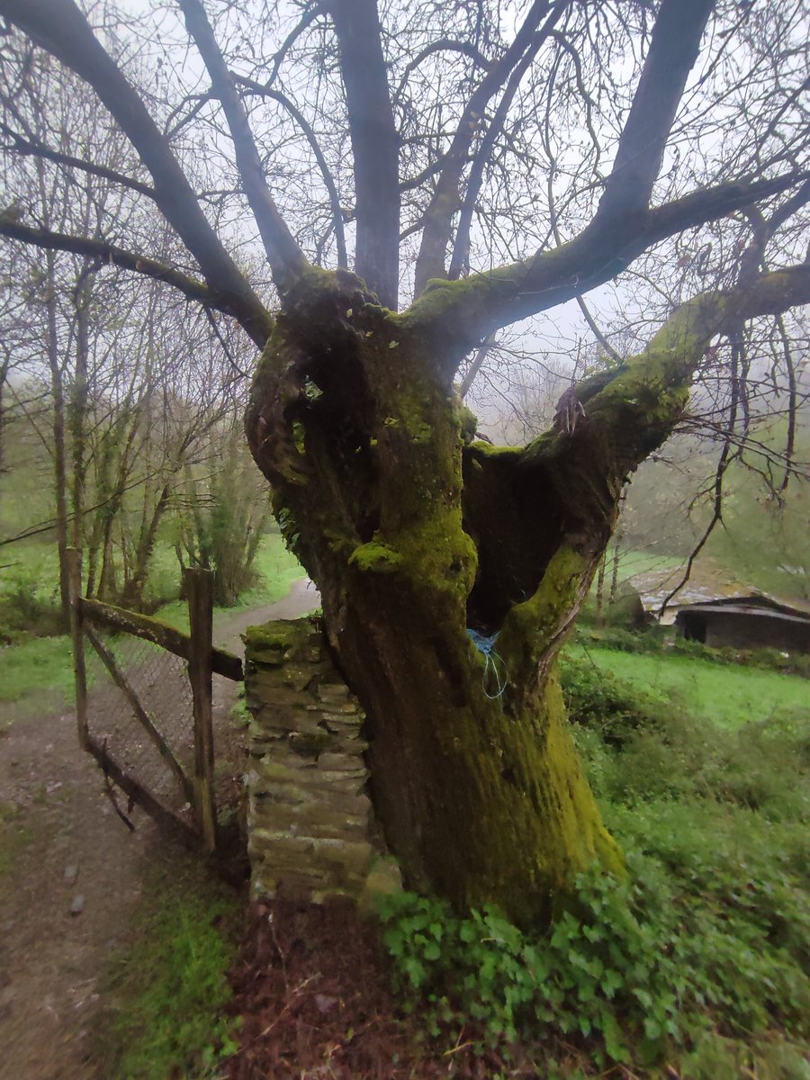 Fent el Camí, en terres gallegues, sovint tens la sensació de ser a Escòcia: aigua en abundor, paisatge verd i espectacular, gaites, temps extremadament canviant... I tota la màgia i l'encant celta dels seus boscos i les seves llegendes