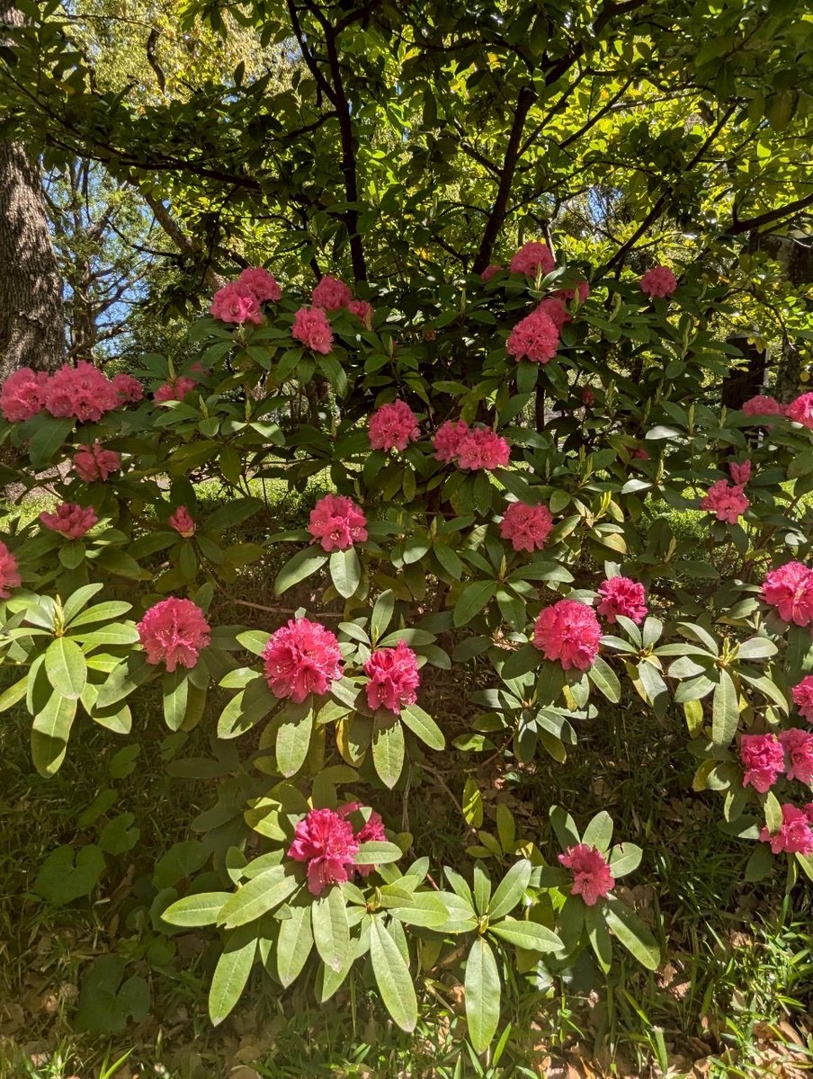 日比谷公園の赤い花 日比谷公園の赤い花