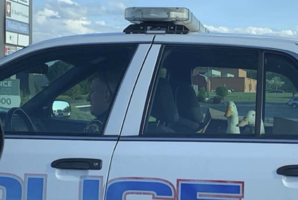 Caught selling quack