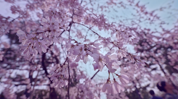 ThePerfectSweat's tweet image. 📍 Kyoto, Japan 🇯🇵

Immerse yourself in history with the unique Kama-Buro (Kiln Bath) sauna at HeiHachi Tea House Inn, a highlight from the Perfect Sweat Series’ Japan episode.  

Discover more about these incredible locations below 👇
🔗 perfectsweatseries.com/episode-4-japan