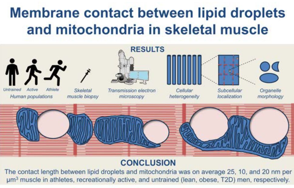 AJP-Cell Physiology (@ajpcellphys) on Twitter photo We're learning about #athletes in today's #ArticleinPress from <a href="/UniSouthDenmark/">Uni Southern Denmark</a>, Increased contact between lipid droplets and mitochondria in skeletal muscles of male elite endurance athletes (Joachim Nielsen et al.):
ow.ly/tj4z50VBXEL We're learning about #athletes in today's #ArticleinPress from <a href="/UniSouthDenmark/">Uni Southern Denmark</a>, Increased contact between lipid droplets and mitochondria in skeletal muscles of male elite endurance athletes (Joachim Nielsen et al.):
ow.ly/tj4z50VBXEL