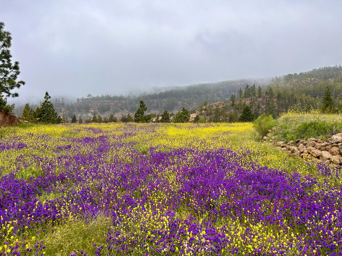 Hoy hemos hecho una ruta por el Sur de Tenerife y está todo espectacular con las últimas lluvias que han caído.  

Estas son tres fotos que he podido hacer con el móvil durante el paseo.
