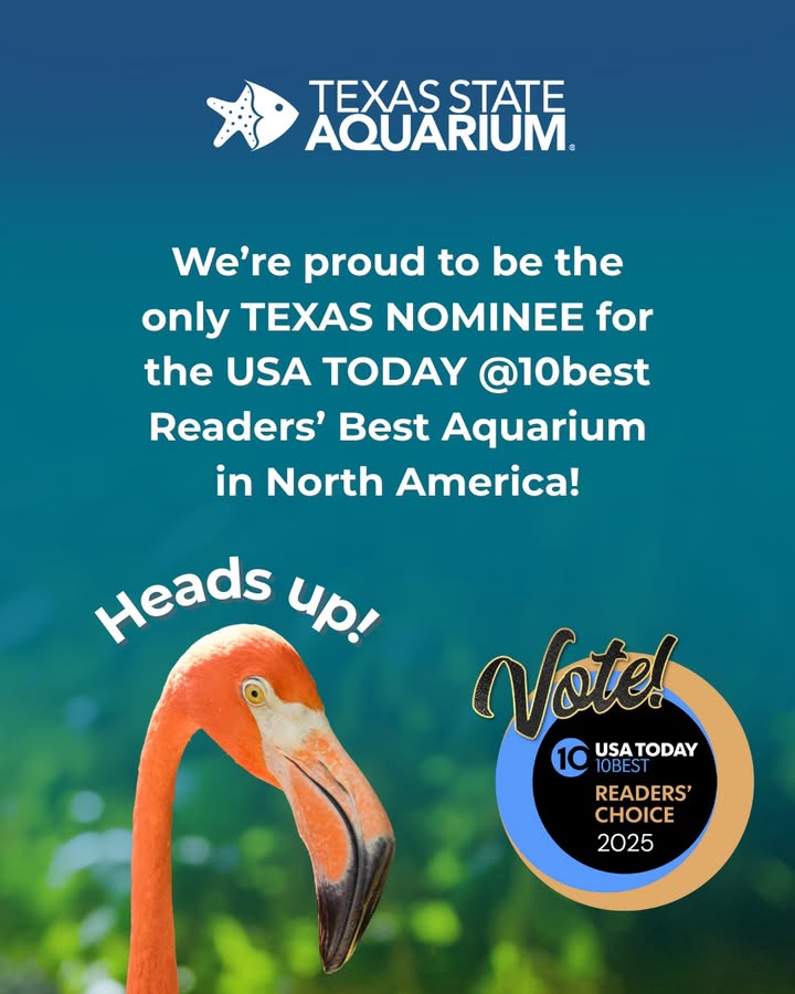 Texas State Aquarium (@txstateaquarium) on Twitter photo We’re proud to be the ONLY TEXAS nominee for the USA TODAY <a href="/10Best/">USA TODAY 10Best</a> Readers’ Choice Award for Best Aquarium in North America. Let’s show what Texas pride is all about—vote daily through May 12! 🌟
✨ bit.ly/4jFmrqt ✨
Thank you! 💙 We’re proud to be the ONLY TEXAS nominee for the USA TODAY <a href="/10Best/">USA TODAY 10Best</a> Readers’ Choice Award for Best Aquarium in North America. Let’s show what Texas pride is all about—vote daily through May 12! 🌟
✨ bit.ly/4jFmrqt ✨
Thank you! 💙