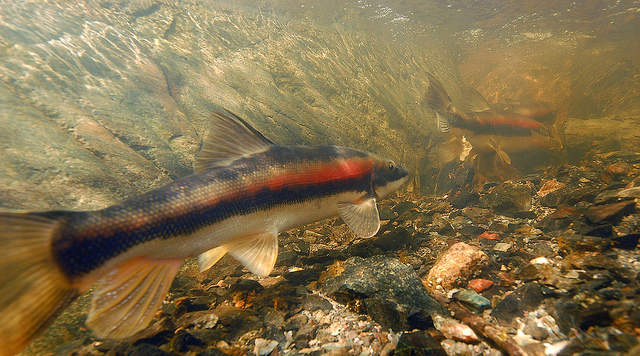 NISPwater's tweet photo. NISP now includes even more benefits to the Poudre River and our environment, including: 
💦 Improvements to streamflow
🌿 Channel and riparian commitments
🦌 Wildlife habitat
🐟 Endangered species mitigation
🛶 Recreation and fishery benefits https://t.co/y56RU01ixM