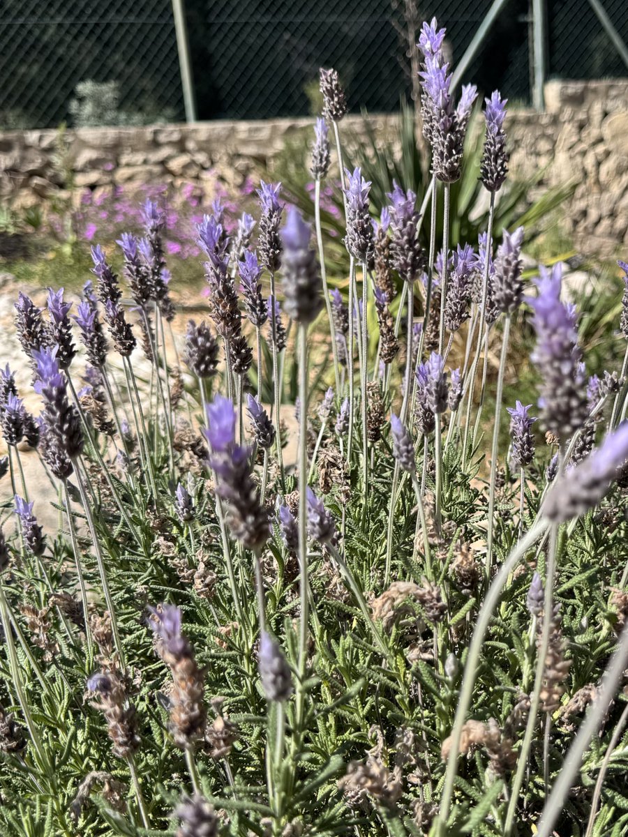 А вдруг  кто знает? Если я срежу лаванду с четырех огромных кустов, и сложу ее в ручную кладь,  мне вообще разрешат такое брать на борт?
