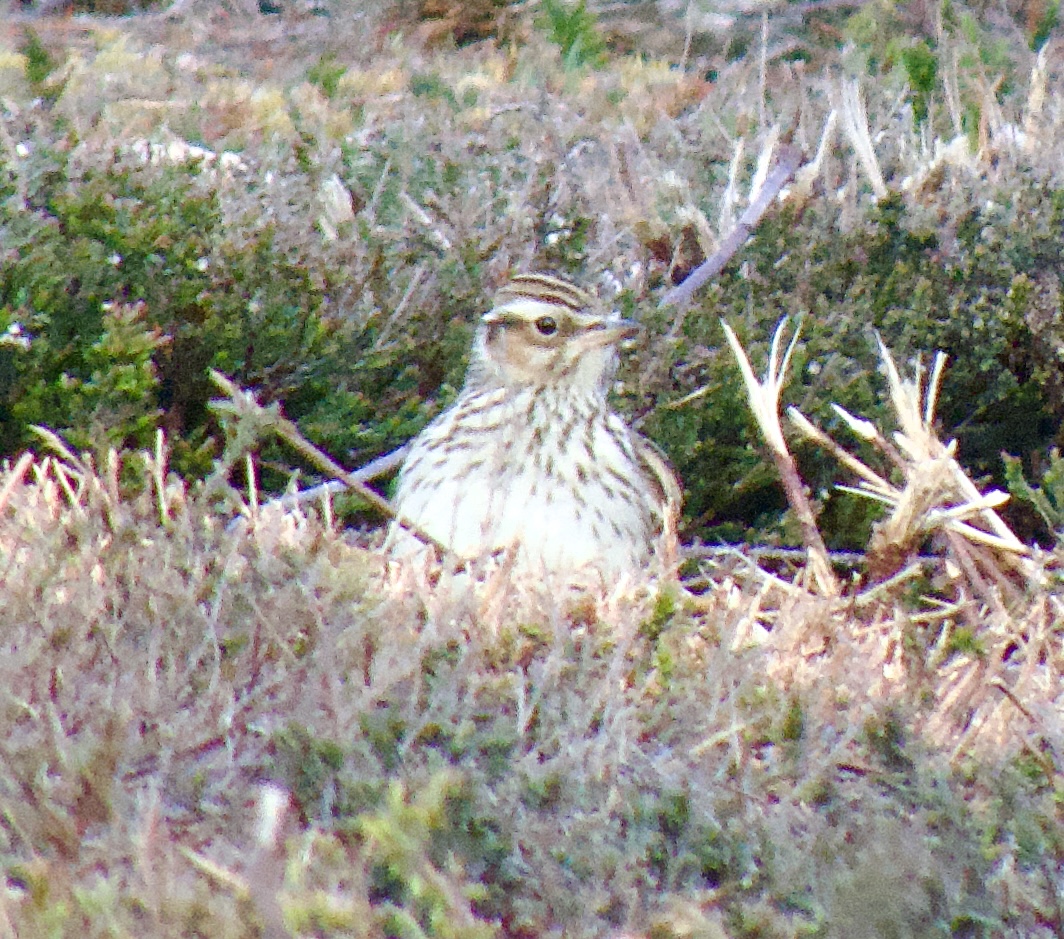 Fab short nip round hollesley common happening upon loads of stuff including cuckoo, stonechat and here redstart yellowhammer and woodlark. Such a beautiful place #lovebirds