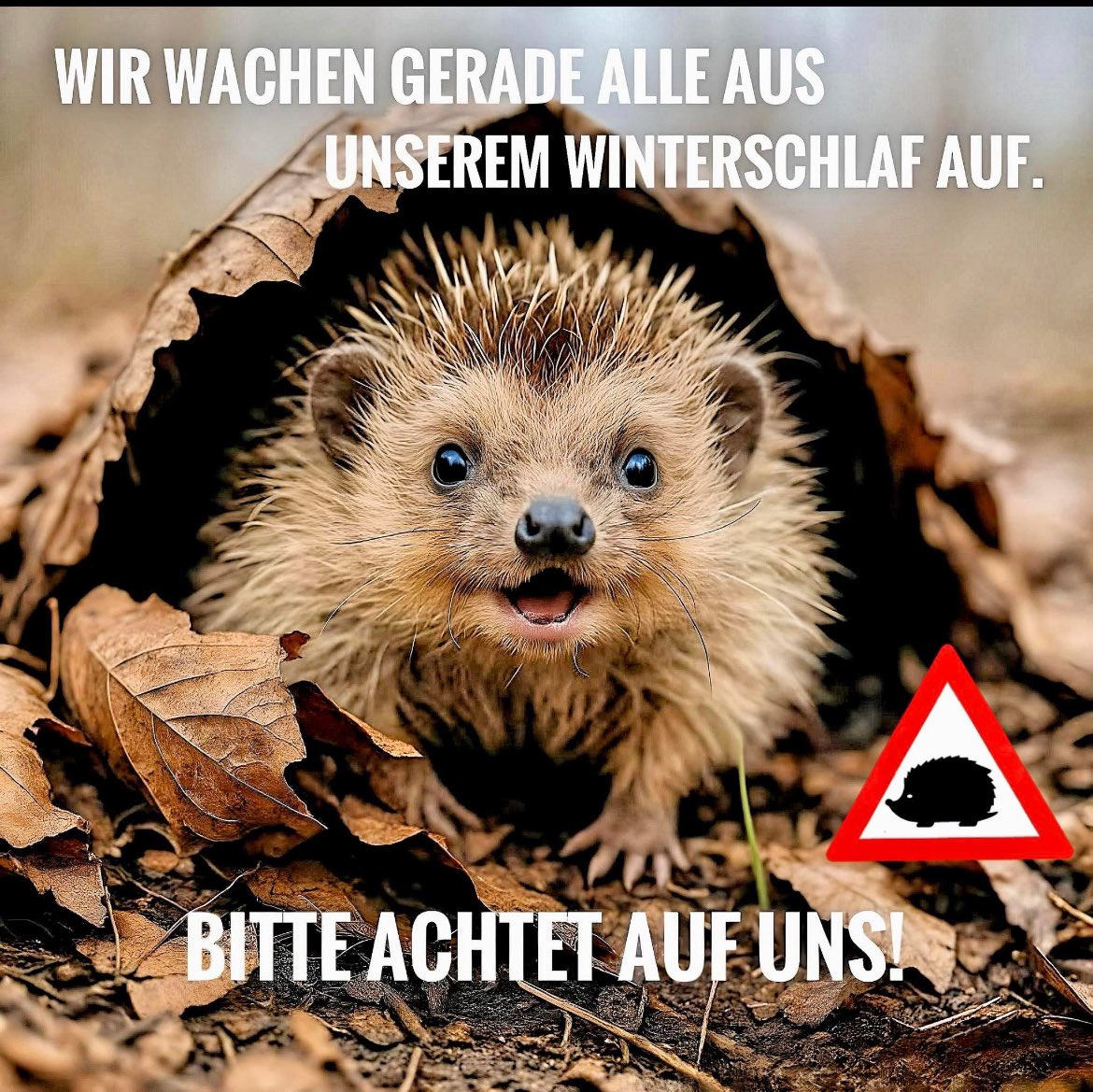 HilfeIgel's tweet image. 