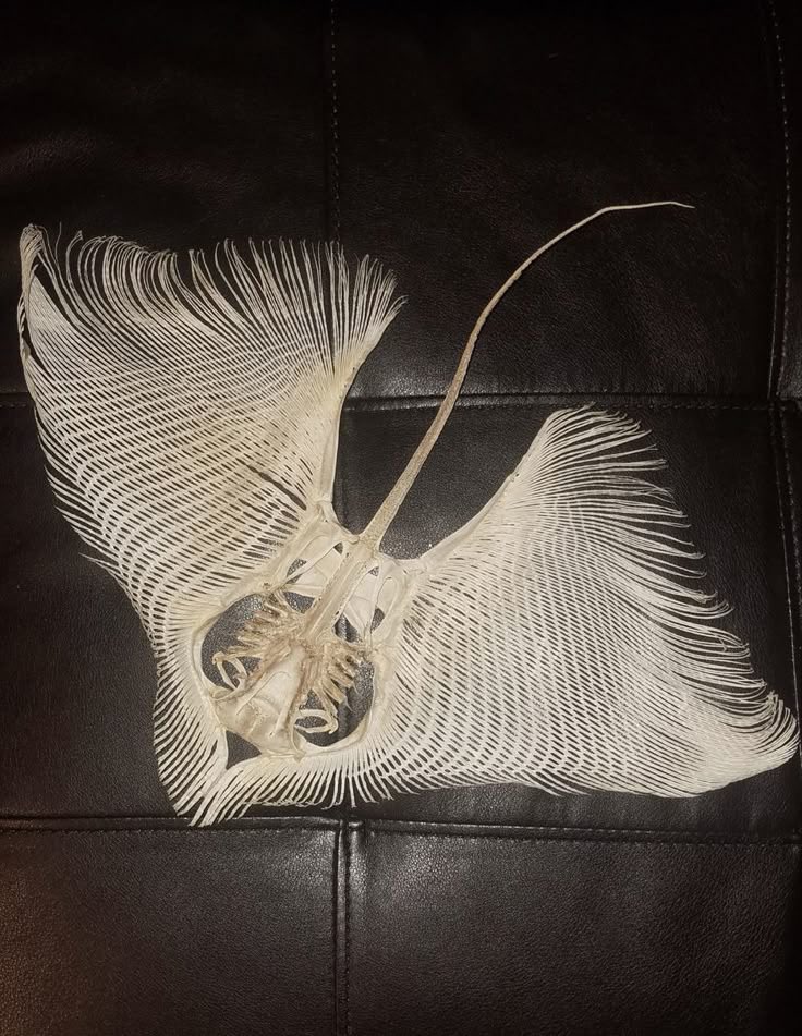 moth grinder (@senpakueyes) on Twitter photo 