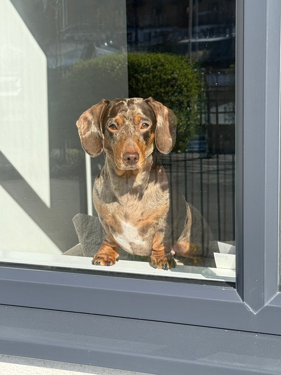 millypod1's tweet photo. COOKIE HOME SAFE. THANKS FOR RT's 😊🐕🐾
🆘8 APR 2025 #Lost COOKIE #ScanMe
Brown Dapple Dachshund Female
Gibfield park way #Atherleigh #M46
Was on field nr the new housing build Sighted near Schofield Road #Atherton #Manchester https://t.co/nxklXfr1cJ https://t.co/x9wUFamMmU