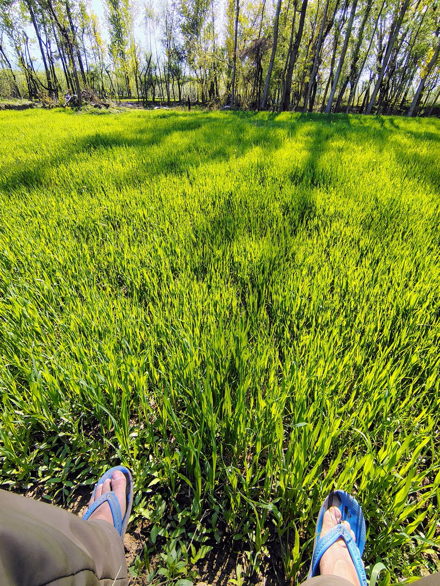 Ya_sir_'s tweet photo. Fields of calm ☮️❤️‍🩹 https://t.co/nm7Z7G5OPk