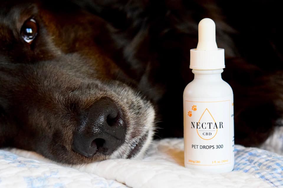 NectarCBD's tweet image. Make your babies health paramount. 🥰🐾

#nectarcbd #cbd #cbdoil #nectarsweet #nectaroil #hemp #organic #vegan #veganlife #vegans #plantbased #veganfood #veganism #smallbusiness #womanownedbusiness #tincture #doglover #doglovers #doglife #dogsofinstagram #cbdpets #cbdthem