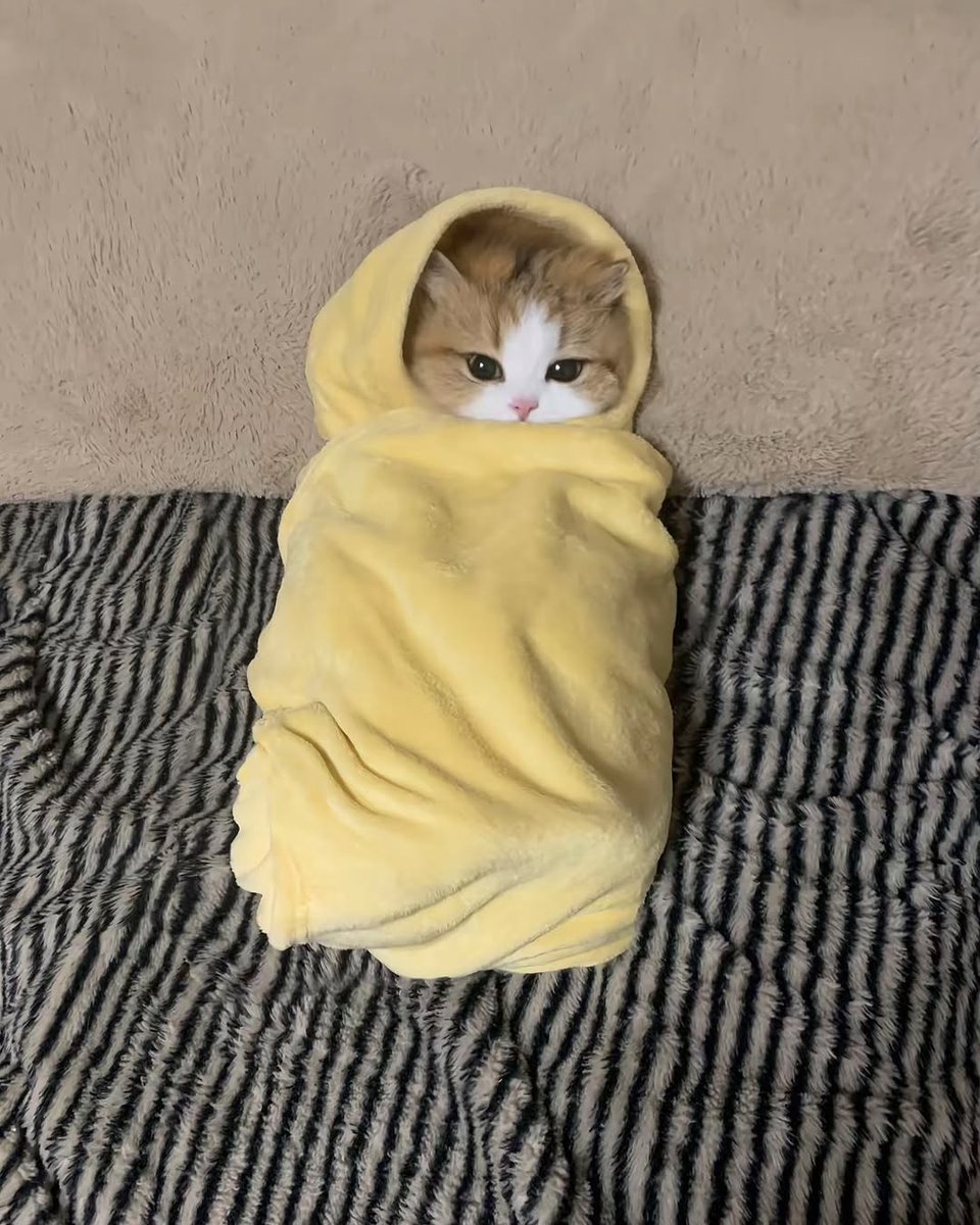 Catsillyness's tweet photo. Purrito 🐱🌯 https://t.co/SgxDSdwSIN