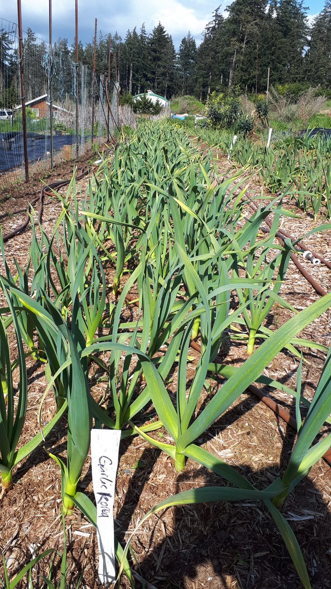 Garlic up this week with warmer weather.
Got #seeds?
It's time to get stuff into the soil!!
#farming
#FoodNetwork