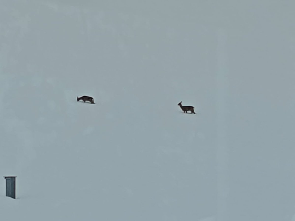Visitors for the evening ❄️ 🦌 <a href="/BryntirionPE/">Bryntirion PE</a>