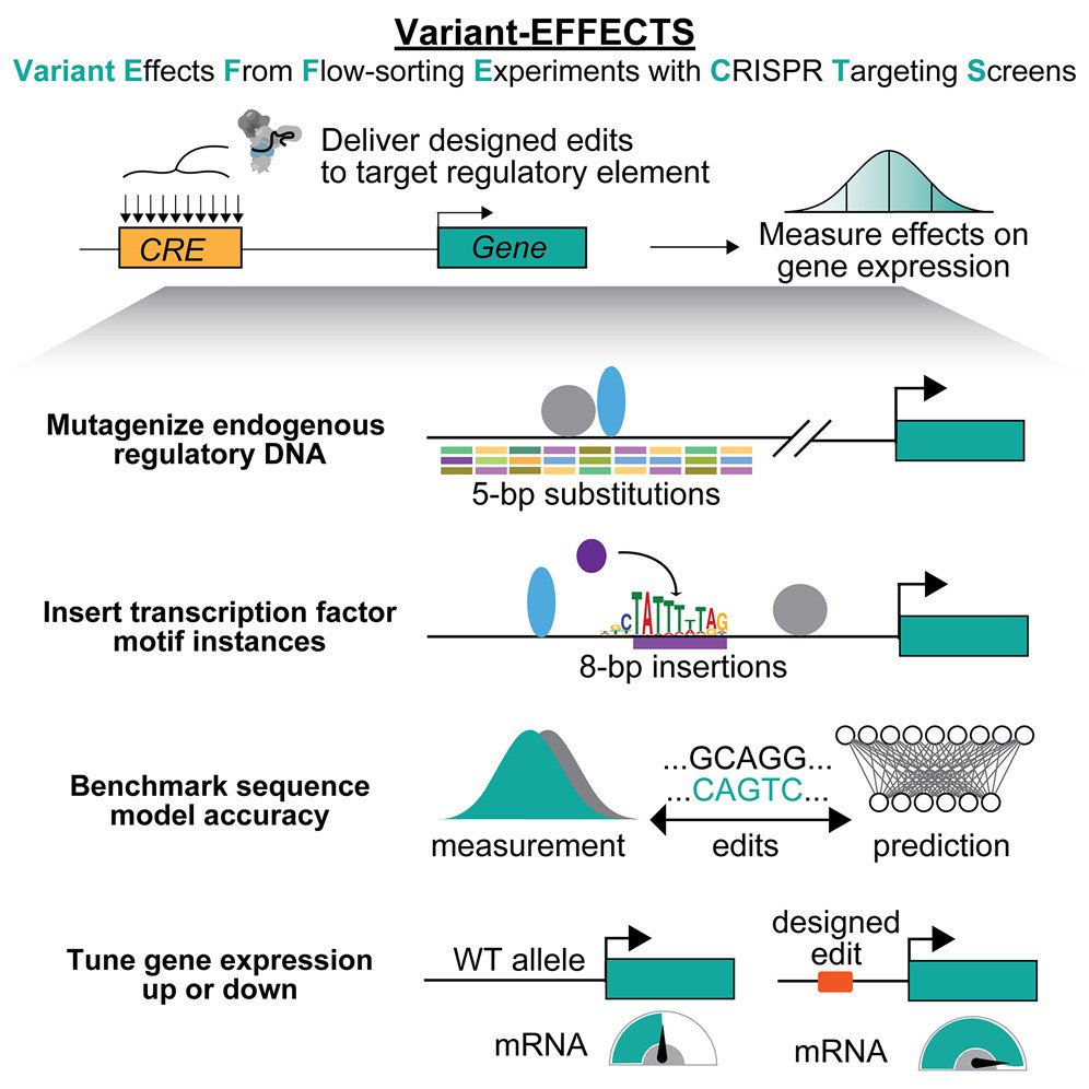 Waggoner Lab (@labwaggoner) on Twitter photo Variant-EFFECTS, a high-throughput technology developed to precisely measure the effects of CRISPR-mediated edits on gene expression <a href="/CellCellPress/">Cell</a>
cell.com/cell/fulltext/…
<a href="/jengreitz/">Jesse Engreitz</a> <a href="/gabmartyn/">Gabriella Martyn</a> Variant-EFFECTS, a high-throughput technology developed to precisely measure the effects of CRISPR-mediated edits on gene expression <a href="/CellCellPress/">Cell</a>
cell.com/cell/fulltext/…
<a href="/jengreitz/">Jesse Engreitz</a> <a href="/gabmartyn/">Gabriella Martyn</a>