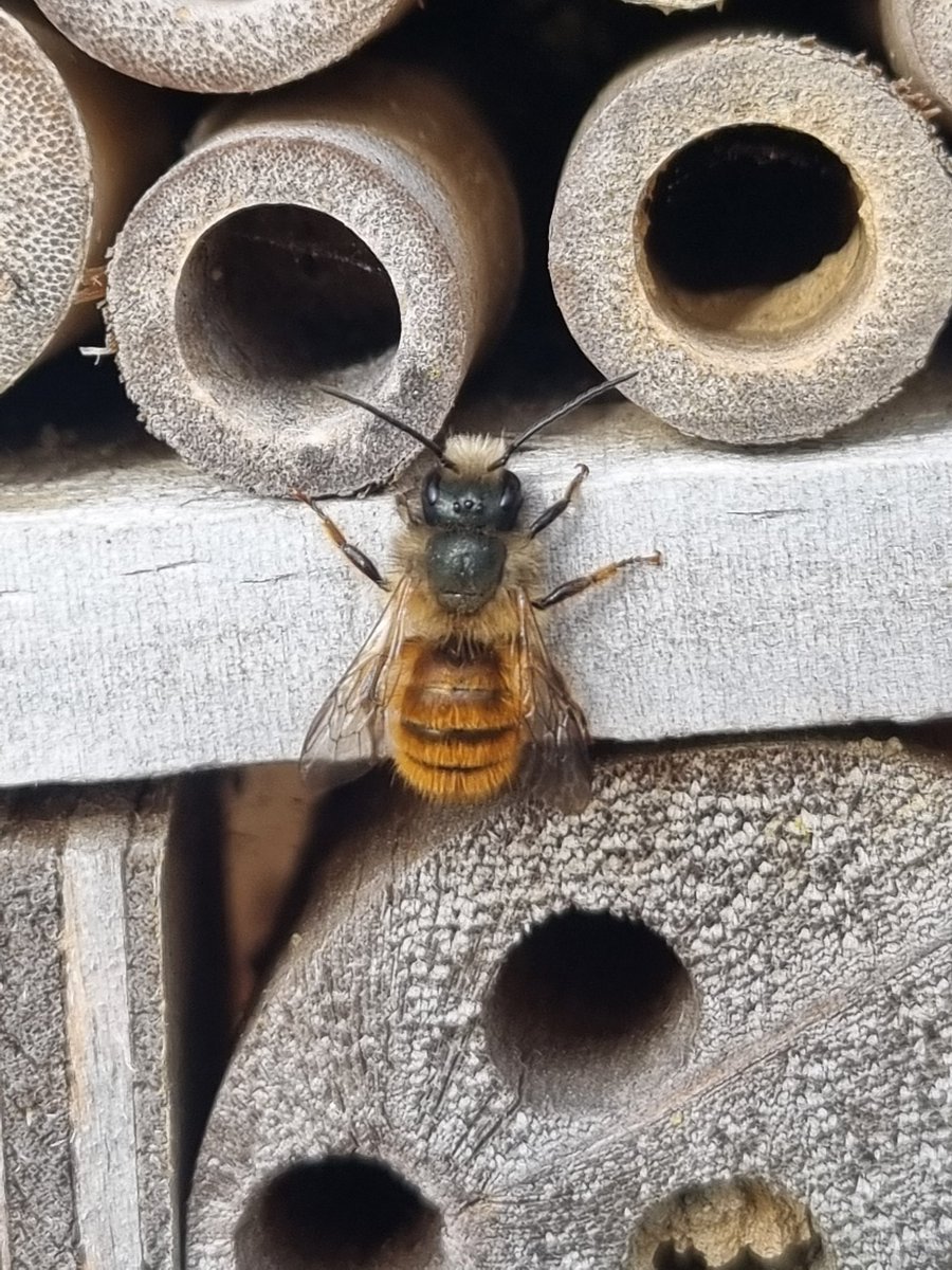 Lots of Red-mason Bees (Osmia bicornis) in the garden this afternoon making use of the many bug houses