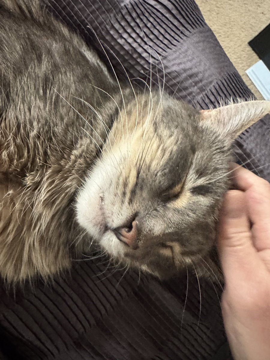 Link loves head scritches in the morning