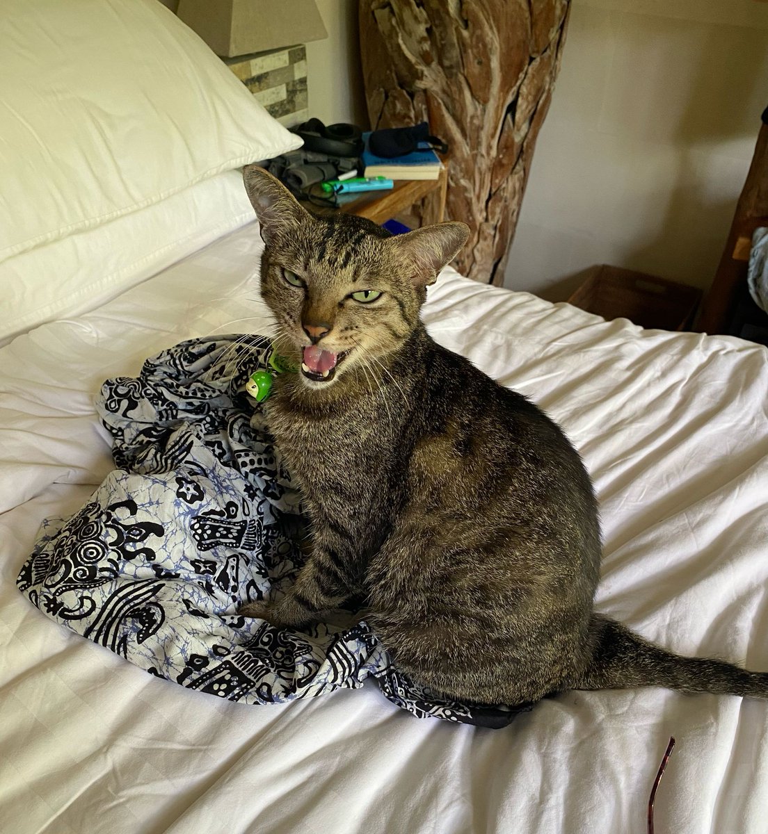 maryanne_pope's tweet photo. Writers out there ...please share with me your current writing zone...
Would love to see!
My writing zone while I'm in Ubud...with a cat visitor.
#Ubud #writerslife #writingzone https://t.co/oZGbz7cMO0