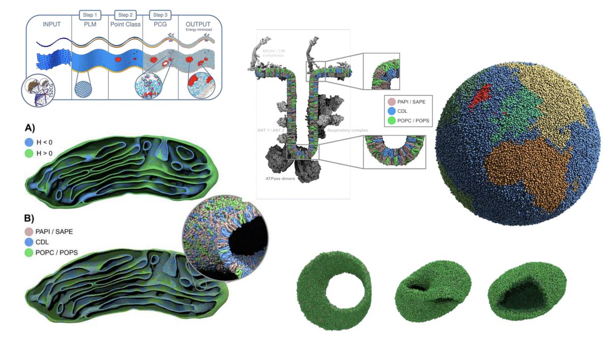 Weria Pezeshkian (@wpezeshkian) on Twitter photo New preprint: TS2CG v2, building and simulating membranes with any shape and lateral organisation. We got Martini Globe, Martini Möbius strip and again mitochondrion. biorxiv.org/content/10.110…
<a href="/CG_Martini/">Siewert-Jan Marrink</a>
Source code: github.com/weria-pezeshki… New preprint: TS2CG v2, building and simulating membranes with any shape and lateral organisation. We got Martini Globe, Martini Möbius strip and again mitochondrion. biorxiv.org/content/10.110…
<a href="/CG_Martini/">Siewert-Jan Marrink</a>
Source code: github.com/weria-pezeshki…