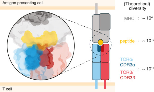 Waggoner Lab (@labwaggoner) on Twitter photo Commentary <a href="/Cancer_Cell/">Cancer Cell</a> <a href="/Schumacher_lab/">Ton Schumacher Lab</a>
Learning the language of T cell receptors through large-scale screening
cell.com/cancer-cell/fu… Commentary <a href="/Cancer_Cell/">Cancer Cell</a> <a href="/Schumacher_lab/">Ton Schumacher Lab</a>
Learning the language of T cell receptors through large-scale screening
cell.com/cancer-cell/fu…