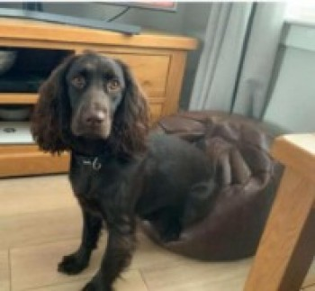 millypod1's tweet photo. ๐17 APR 2025 #Lost #ScanMe
Dark Brown/Chocolate /White On Paws
Cocker Spaniel Female
#Kilkerran area, near #Maybole, South Ayrshire
#Scotland #KA19
call ADDR direct on โ๏ธ07424 425866.
Details of sightings not to be left on FB or this listing please.
https://t.co/kWanr3XBsK https://t.co/I8UsqgjFN4