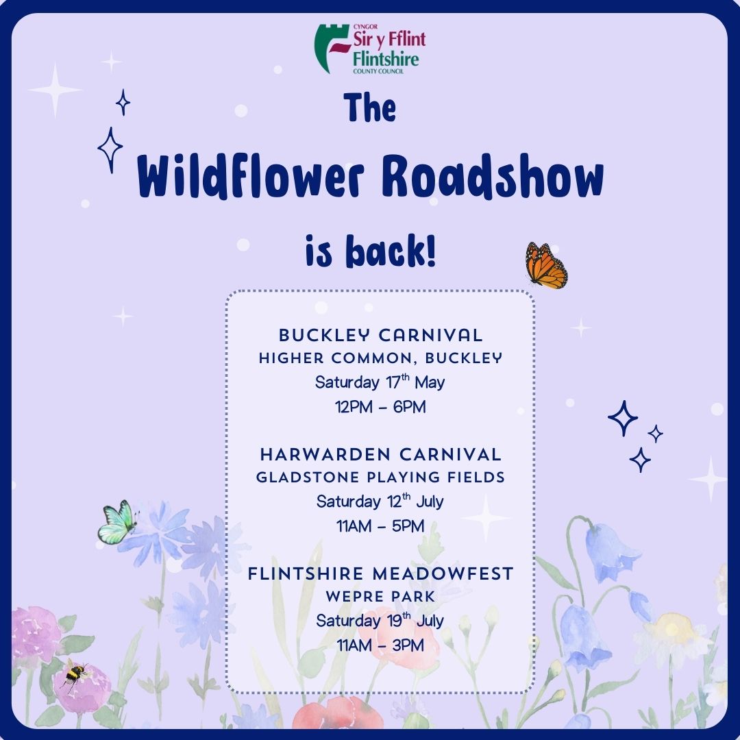 Join the Wildflower Roadshow! At Flintshire County Council we are working hard to increase and maintain wildflower sites across the County. Learn more about how we manage our wildflower spaces and what you can do at home to create a haven for hundreds of pollinators.
#Flintshire