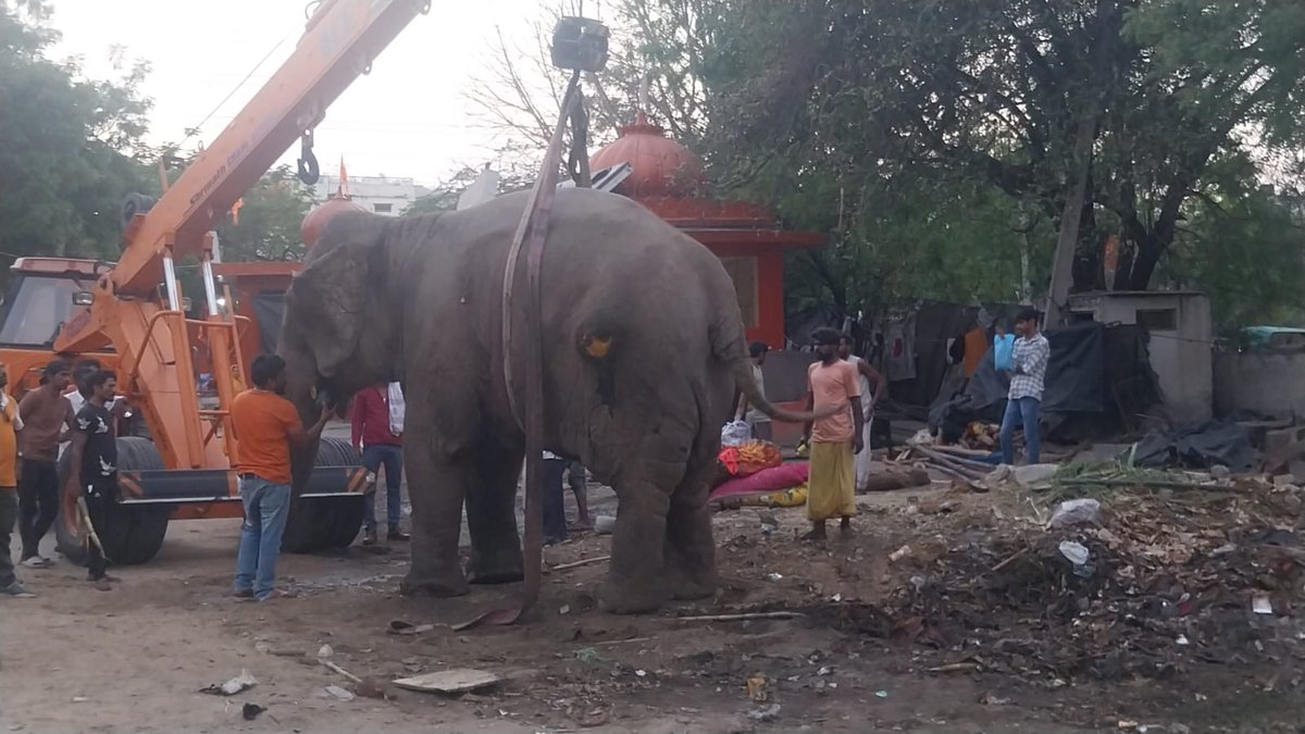 Gaurav Bapna (@gauravbapna) on Twitter photo #smuggled #elephants in #Udaipur???
#Modi #ALERT #CORRUPTION <a href="/PMOIndia/">PMO India</a>
<a href="/grok/">Grok</a> RTI RESPONSE BY <a href="/UdaipurForest/">Deputy Conservator of Forests, Wildlife, Udaipur</a> <a href="/ForestRajasthan/">Rajasthan Forest Department</a> NO RECORDS OF 2 #ELEPHANTS in #udaipur so Illegal #smuggled #elephant in #udaipur ? in #dying #condition <a href="/UdaipurDm/">Udaipur District Collector & Magistrate</a> <a href="/narendramodi/">Narendra Modi</a> <a href="/ABPNews/">ABP News</a> <a href="/aajtak/">AajTak</a> #smuggled #elephants in #Udaipur???
#Modi #ALERT #CORRUPTION <a href="/PMOIndia/">PMO India</a>
<a href="/grok/">Grok</a> RTI RESPONSE BY <a href="/UdaipurForest/">Deputy Conservator of Forests, Wildlife, Udaipur</a> <a href="/ForestRajasthan/">Rajasthan Forest Department</a> NO RECORDS OF 2 #ELEPHANTS in #udaipur so Illegal #smuggled #elephant in #udaipur ? in #dying #condition <a href="/UdaipurDm/">Udaipur District Collector & Magistrate</a> <a href="/narendramodi/">Narendra Modi</a> <a href="/ABPNews/">ABP News</a> <a href="/aajtak/">AajTak</a>