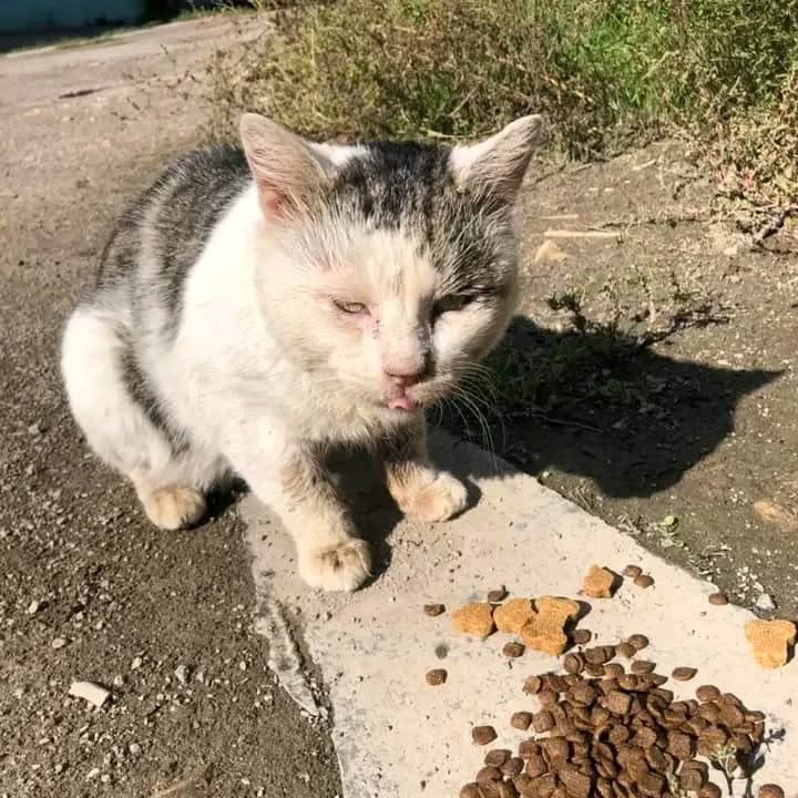 6356axiual96474's tweet image. She still needs a chance to live.we are doing our best to save the innocent souls who know nothing about the war 😥😥😢

Please support the rescues together with us... 😥🙏🙏

Donate via link inbio 🙏

#animal rescue #helpanimals #donate #SlavaUkraini