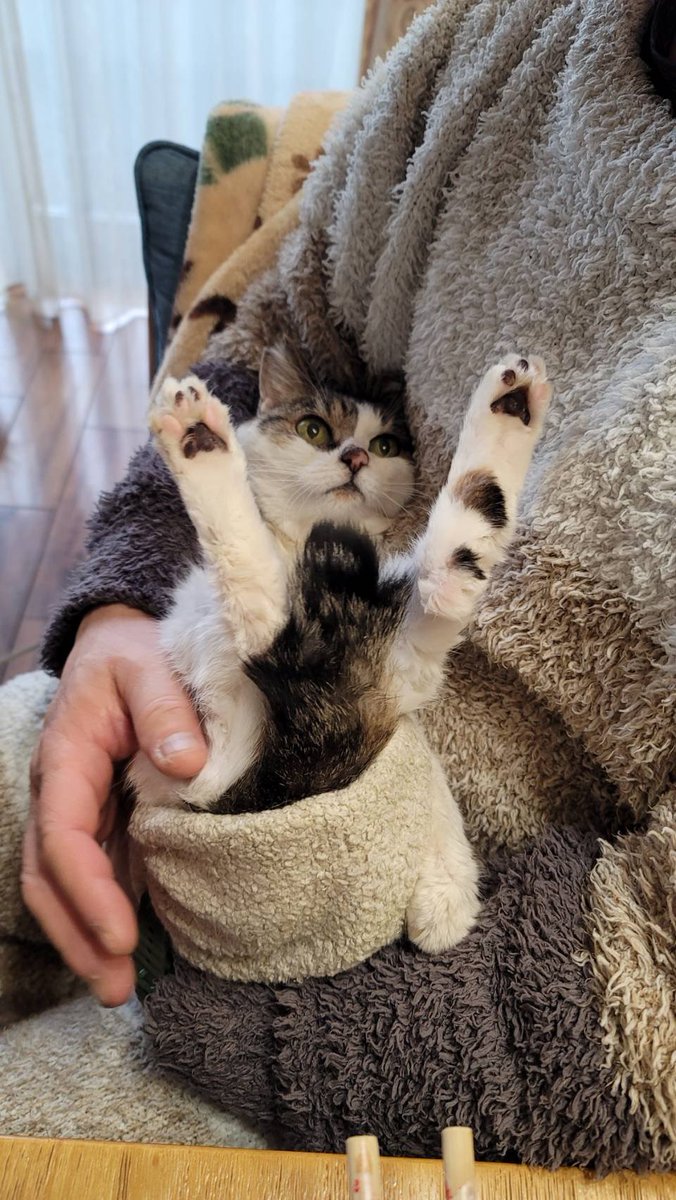 milluq's tweet photo. 昨日の午後、愛猫『にゃず』が、お空に帰っていってしまった。最後まで気丈で凛とした可愛い子、うちの家族だけでなく獣医さんもメロメロで。あぁ、もう少し早く会いたかったな。我が家で暮らしたのは2023年6月28日からの１年９か月と少し。もっともっと一緒にいたかった。なでなでが大好きな大切な子 https://t.co/kcqG4TZpv7