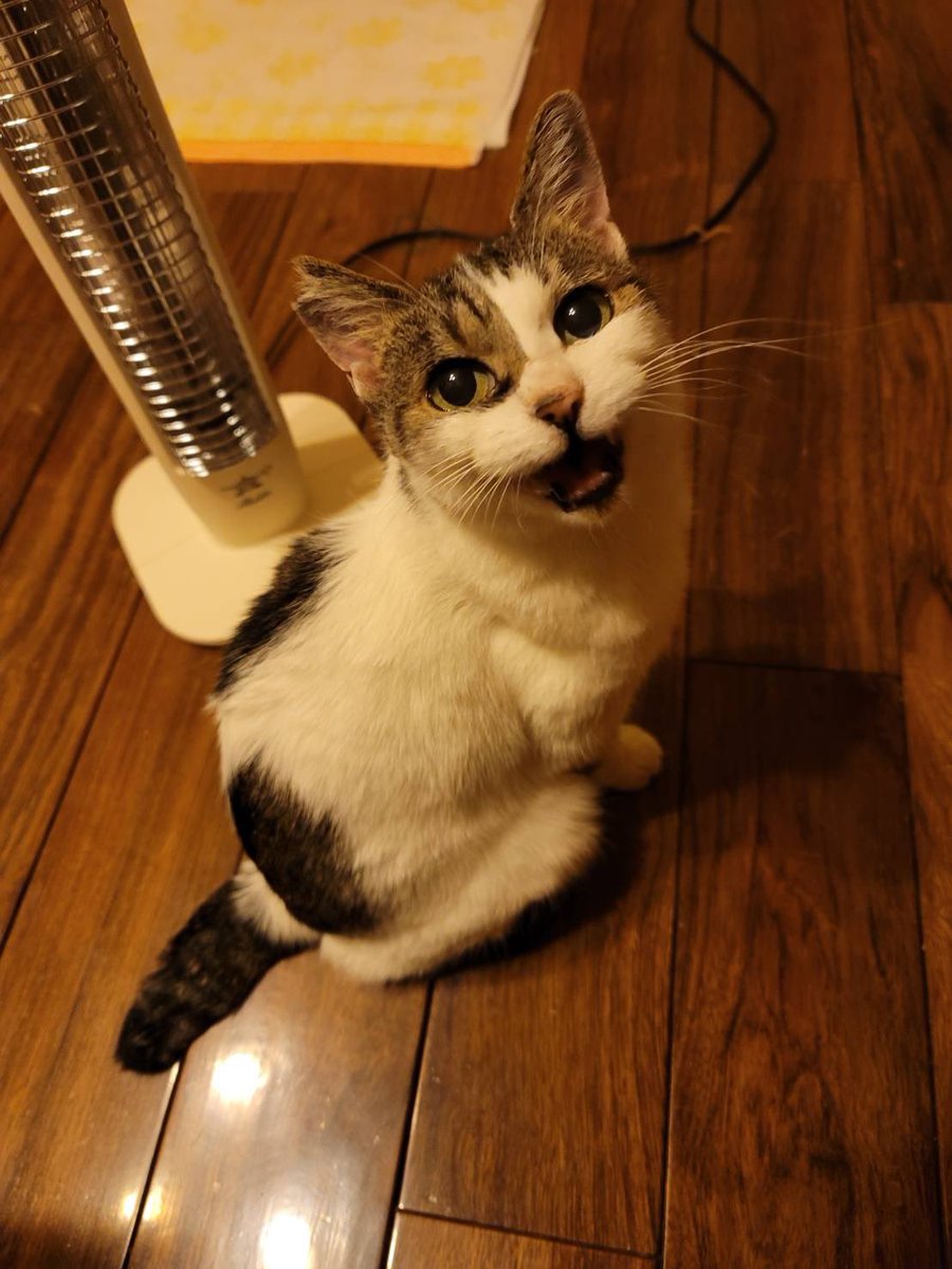 milluq's tweet photo. 昨日の午後、愛猫『にゃず』が、お空に帰っていってしまった。最後まで気丈で凛とした可愛い子、うちの家族だけでなく獣医さんもメロメロで。あぁ、もう少し早く会いたかったな。我が家で暮らしたのは2023年6月28日からの１年９か月と少し。もっともっと一緒にいたかった。なでなでが大好きな大切な子 https://t.co/kcqG4TZpv7
