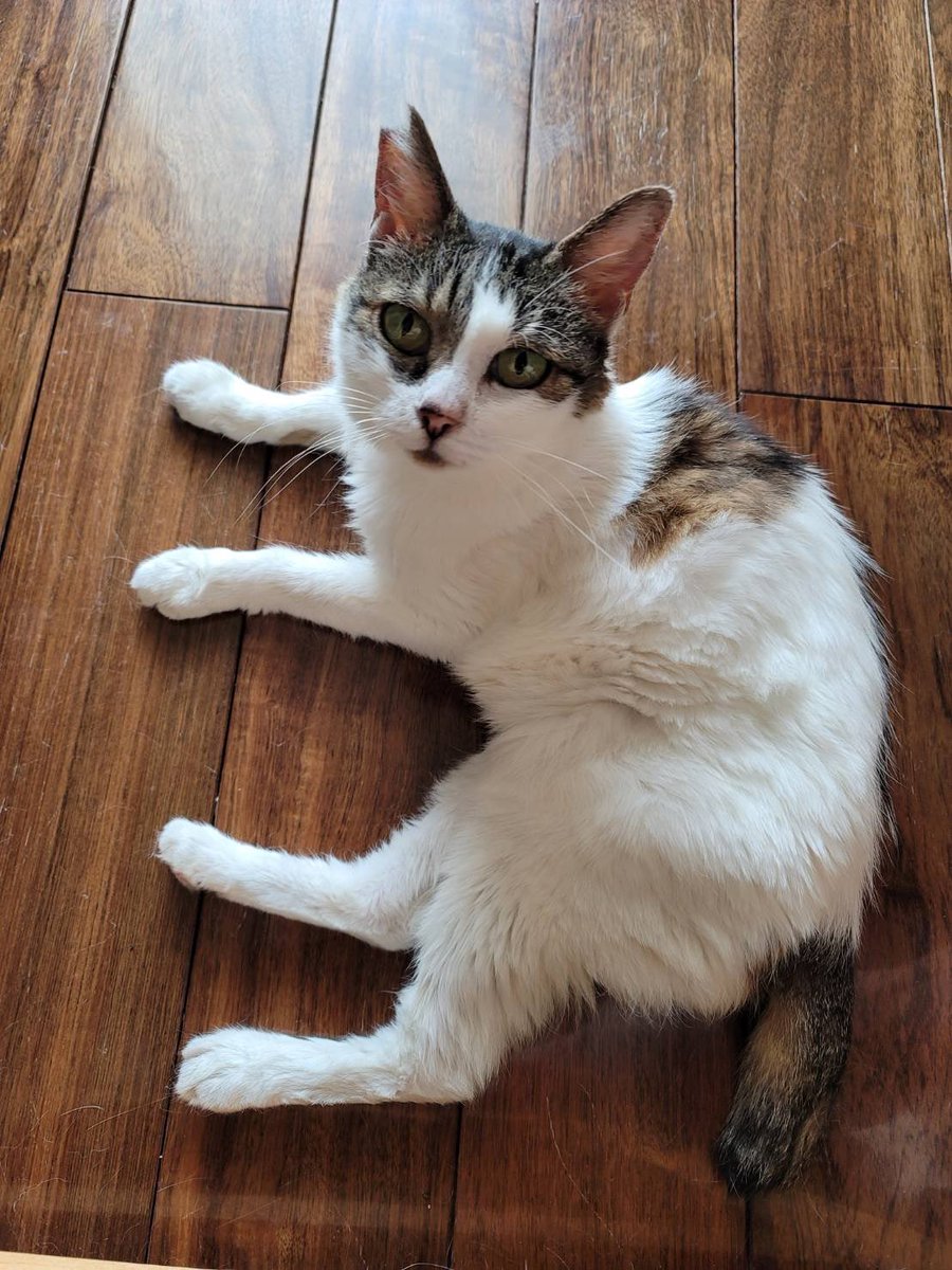 milluq's tweet photo. 昨日の午後、愛猫『にゃず』が、お空に帰っていってしまった。最後まで気丈で凛とした可愛い子、うちの家族だけでなく獣医さんもメロメロで。あぁ、もう少し早く会いたかったな。我が家で暮らしたのは2023年6月28日からの１年９か月と少し。もっともっと一緒にいたかった。なでなでが大好きな大切な子 https://t.co/kcqG4TZpv7