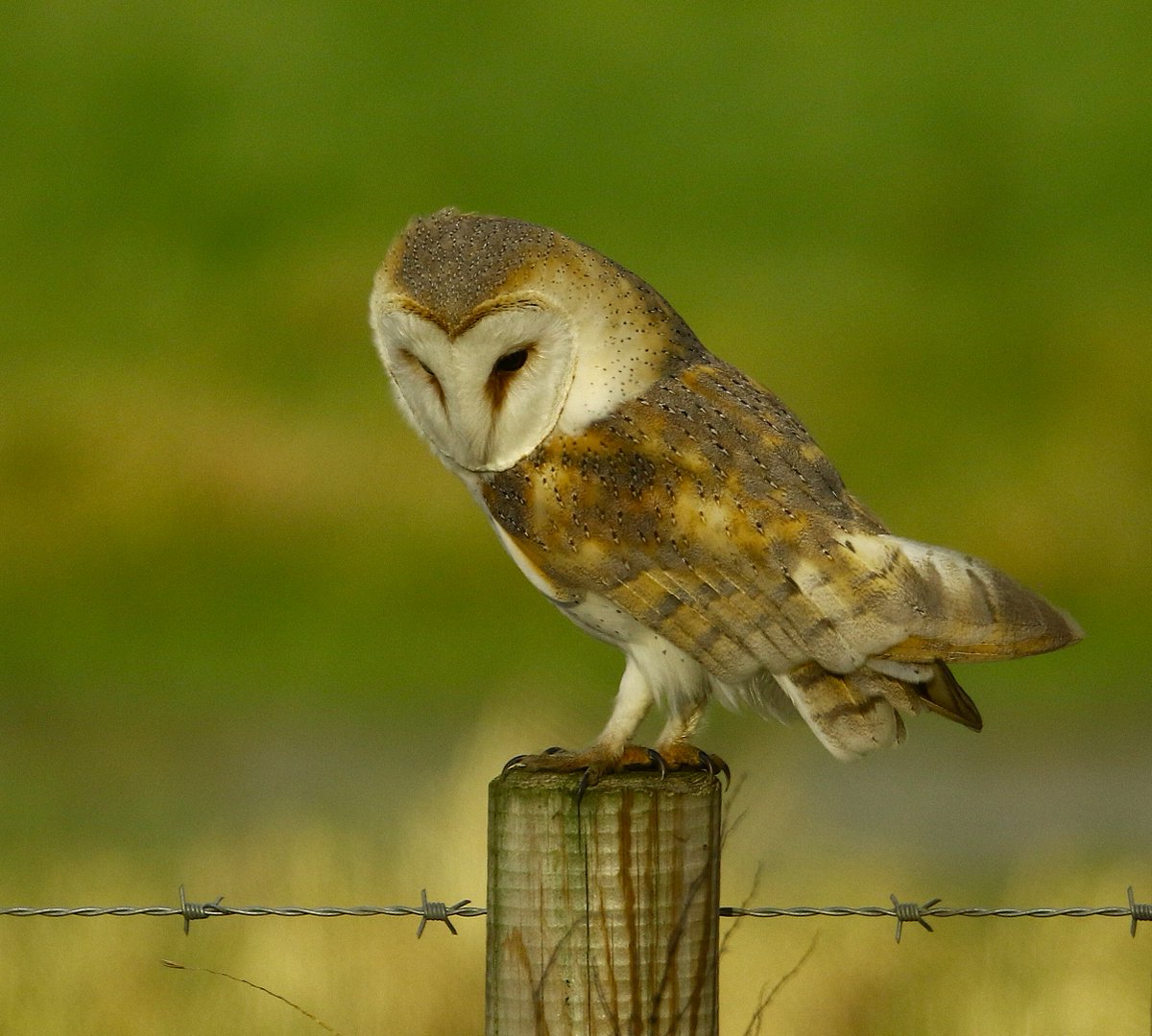 Veronica 🌹 tweet media