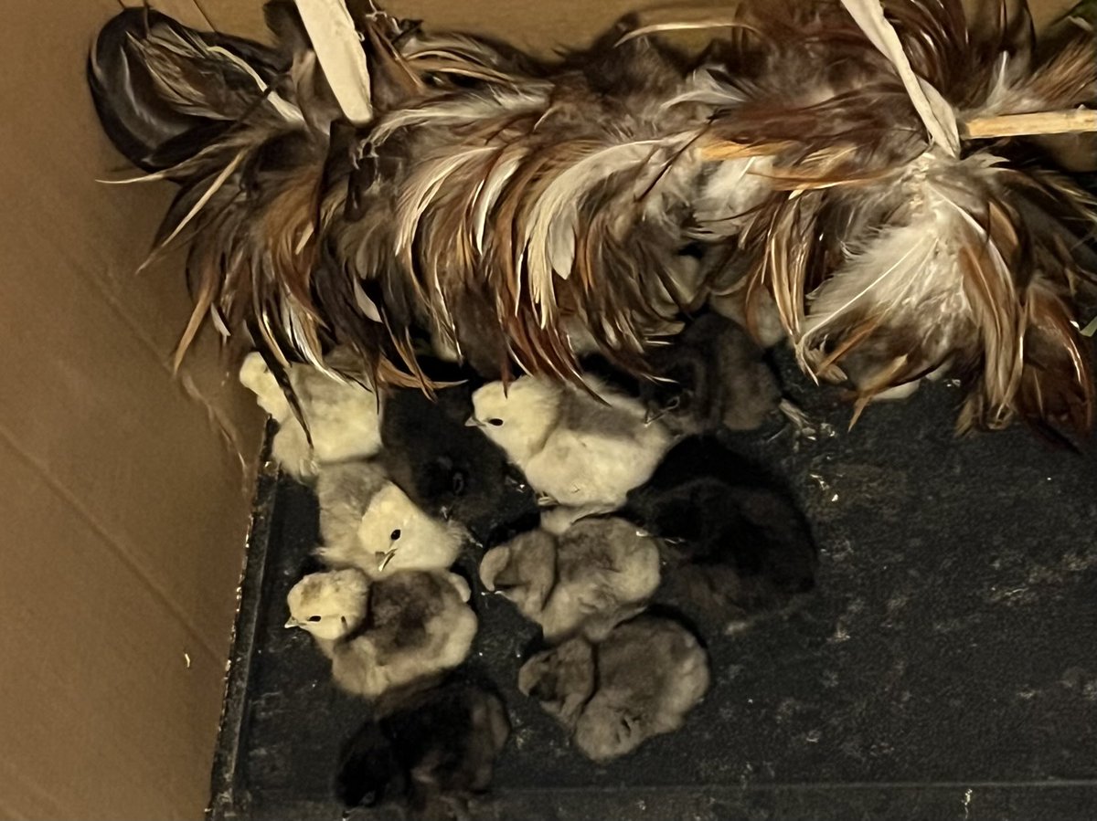 Babies!!! Yay! 🐥🐣🐥