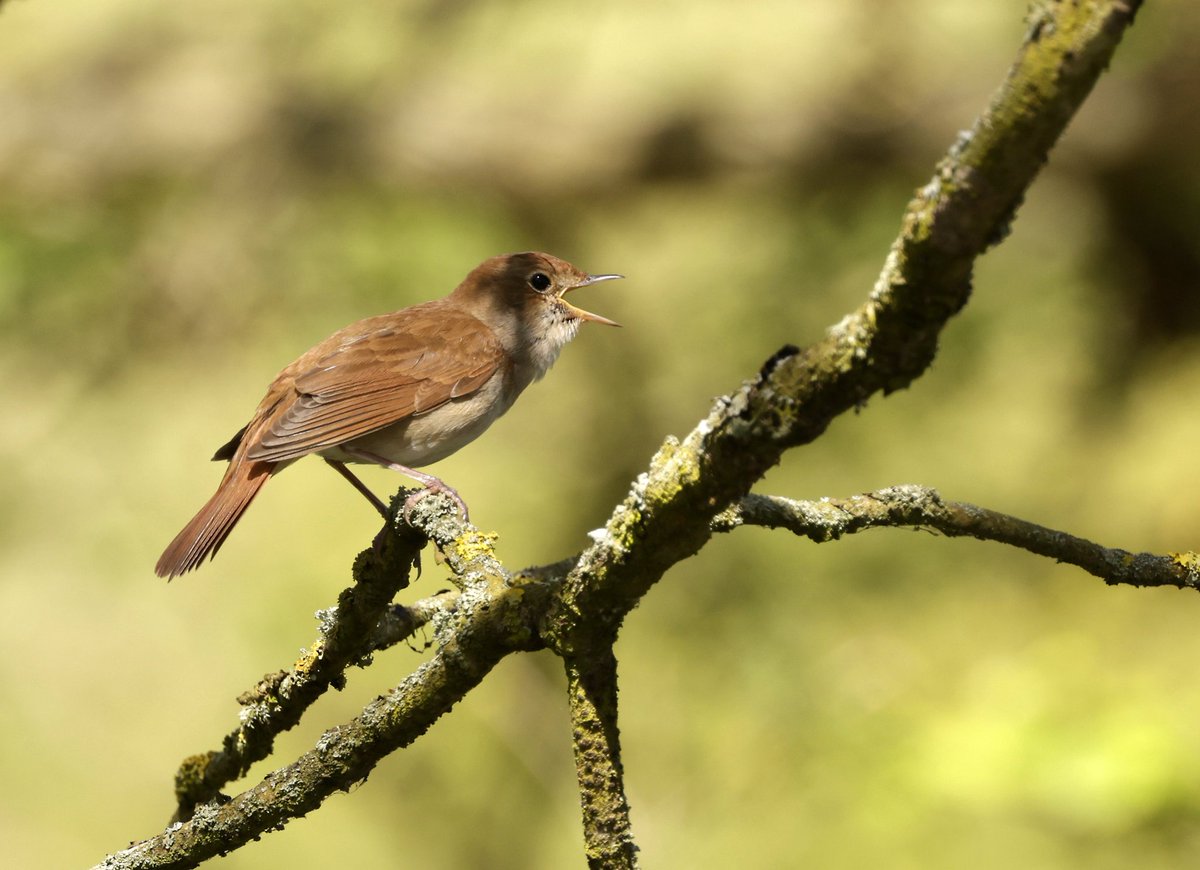 RichardJeffree3's tweet image. The nightingales at fringrinoe ewt are always good value with @YellowShriker