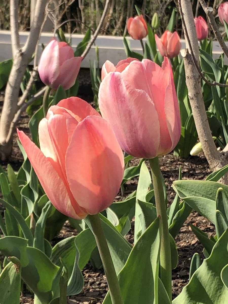 Spring is blooming <a href="/MortonArboretum/">MortonArboretum</a>