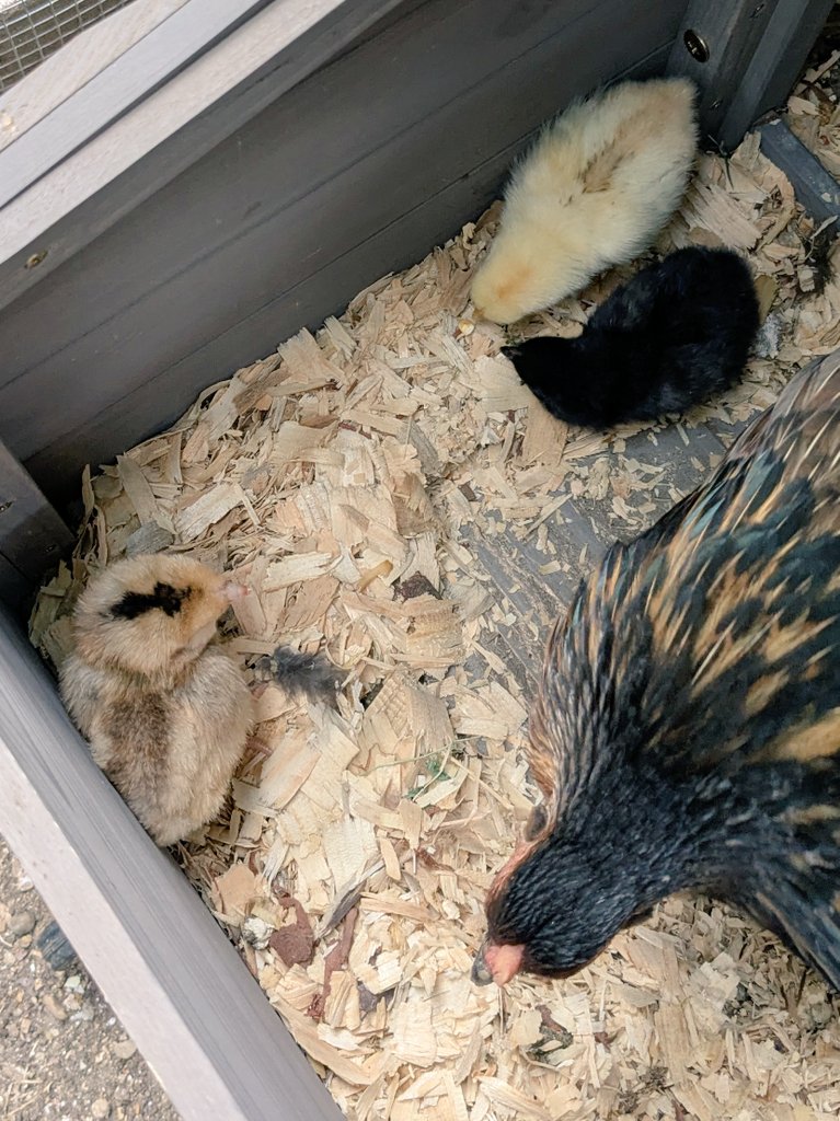 CorwinTheGrey's tweet image. Chicks hatching just in time for easter. Kids are ecstatic.
