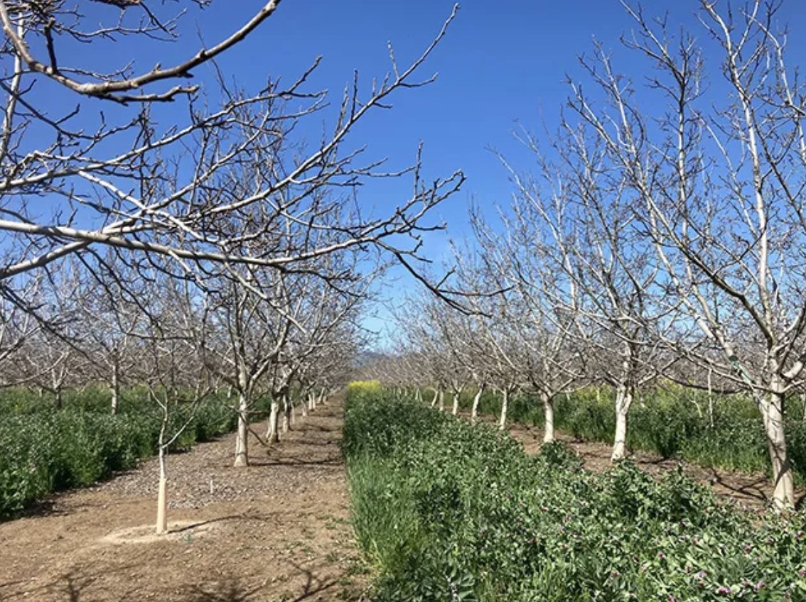 As the state’s $474-million walnut industry struggles to regain its footing against various environmental and economic challenges, UC  scientists, including UCCE specialists, are testing a new tool that could help farmers with one of those problems: water.
bit.ly/4cxzJCY
