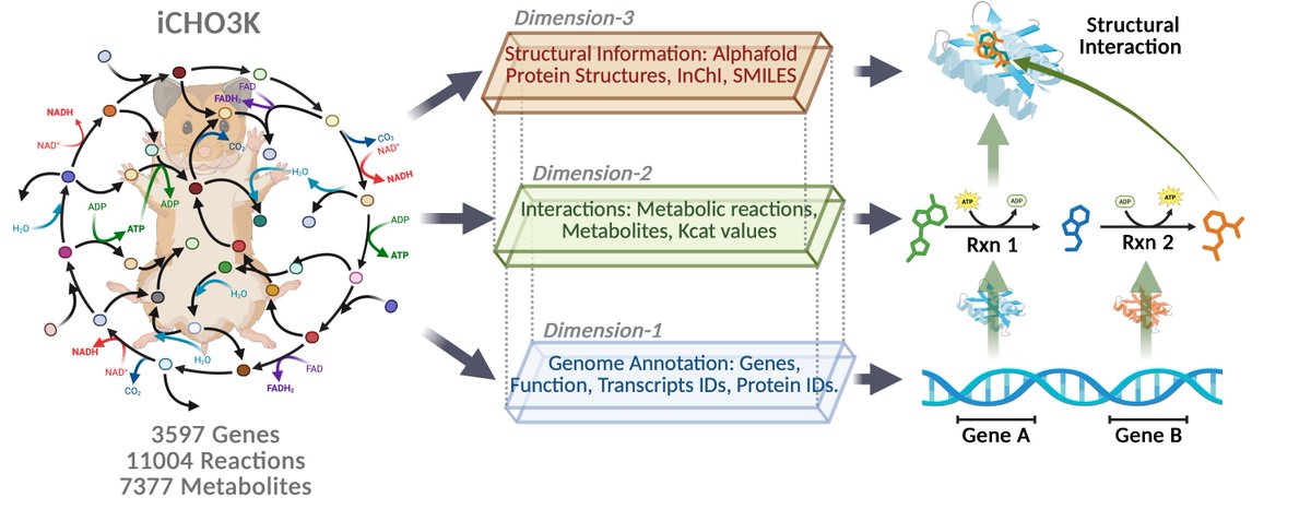 pablodigi's tweet photo. Excited to showcase what industry–academia collabs can achieve!  #iCHO3K: a community‑driven CHO metabolic model integrating 3D protein structures, a new tool for bioprocessing. Thanks @Nathan_E_Lewis @AnneR1chL @MeiyappanL, Dong-YupLee &amp; Dong‑Hyuk Choi 🔗https://t.co/ztDJ7EiuVR https://t.co/BnQ5DzGlVp