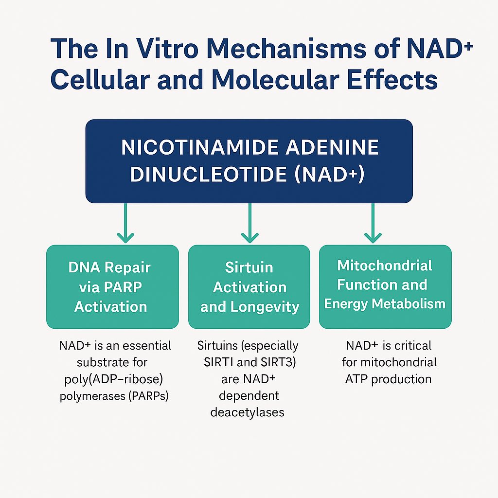 The In Vitro Mechanisms of NAD⁺: Cellular and Molecular Effects
From the Lab Bench to Biological Insight

Nicotinamide adenine dinucleotide (NAD⁺) is a critical coenzyme found in all living cells, essential for cellular respiration, mitochondrial energy production, and